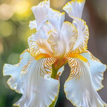 BloomAura – Exotic Tall Bearded Iris Flower