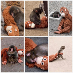 SoulBuddy – Emotional Support Monkey Coin