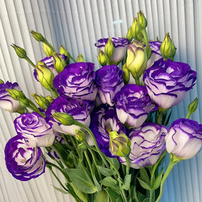 BloomRidge – Hardy Perennial Lisianthus Seeds