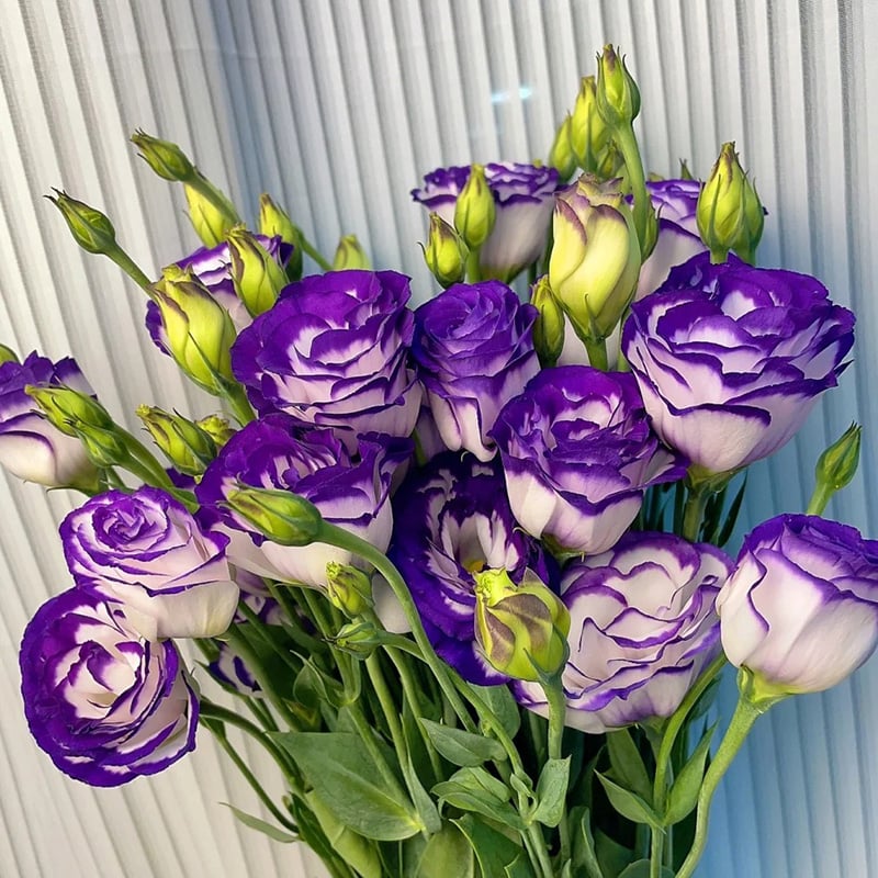 BloomRidge – Hardy Perennial Lisianthus Seeds