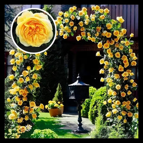 RoseCascade – Premium Climbing Rose Bulbs
