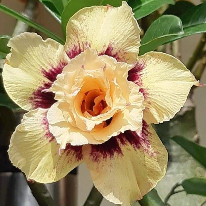 FloraOasis – Premium Desert Rose Plant Seeds