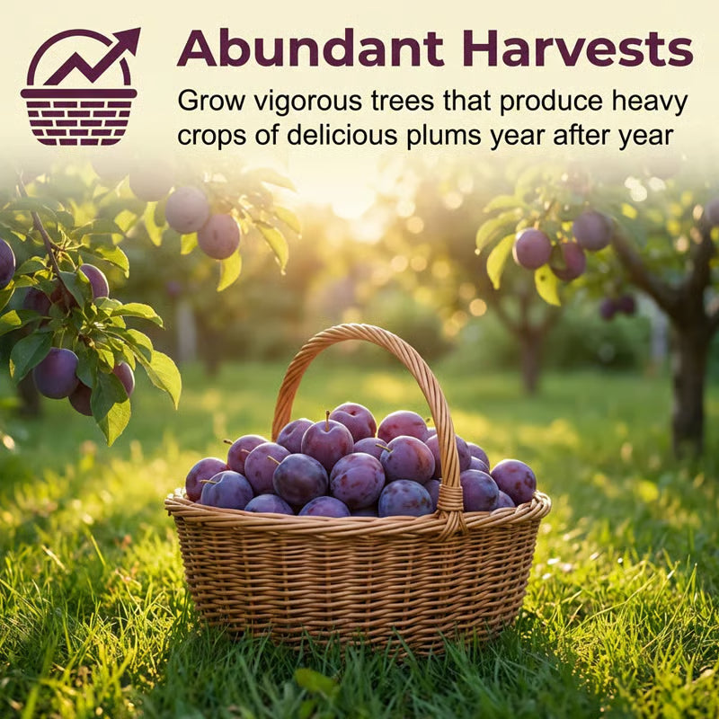 🌳LIMITED-TIME BUY 1 GET 1 FREE⏰🍑 Heirloom Non-GMO Grafted Plum Tree Live Seeds