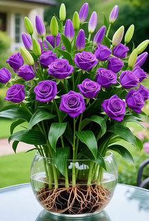 🌹 Hydroponic Roses – Bloom Without Soil! 🌹