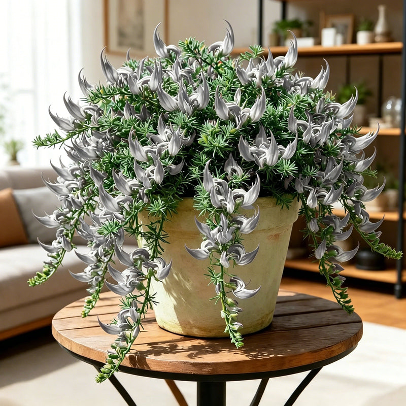 ParrotBloom – Rare Parrot Beak Spider Plant