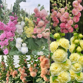 BloomMajesty – Premium Double Hollyhock Seeds