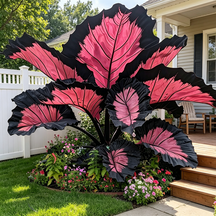 ColorBloom – Giant Multi-Color Caladiums Bulbs