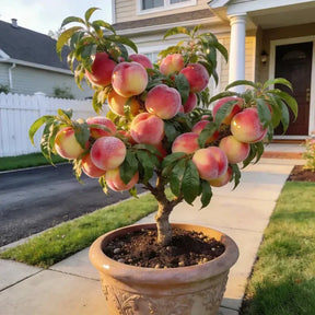 HoneyRed Orchard Seeds – Dwarf Peach Tree Kit