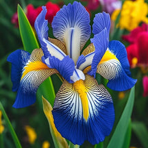BloomAura – Exotic Tall Bearded Iris Flower