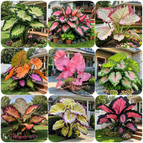 ColorBloom – Giant Multi-Color Caladiums Bulbs