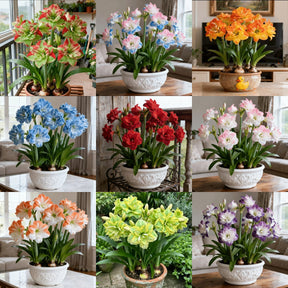 FloraGiant – Massive Hippeastrum Bloom