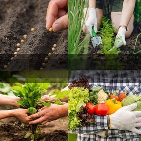 FoodFreedom Vault – Survival Seed Kit