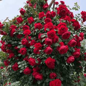 BloomVine – Beautiful Climbing Rose Seeds