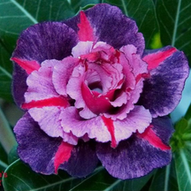 SunRose Garden – Desert Bloom Seeds