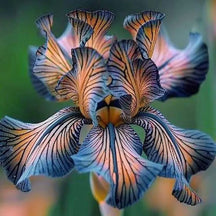 BloomAura – Exotic Tall Bearded Iris Flower