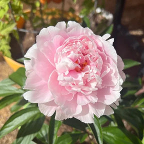 RoyalBloom - Luxurious Peony Flower Seeds | The Queen of Flowers