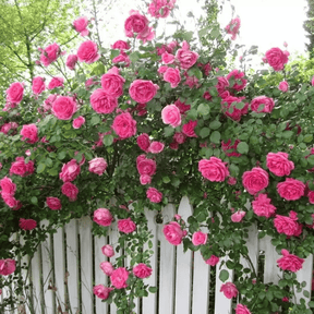 BloomVine – Beautiful Climbing Rose Seeds