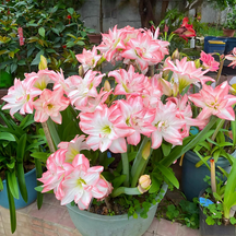 FloraGiant – Massive Hippeastrum Bloom
