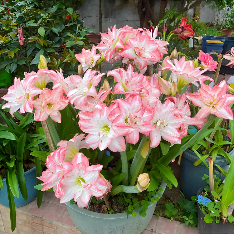 FloraGiant – Massive Hippeastrum Bloom