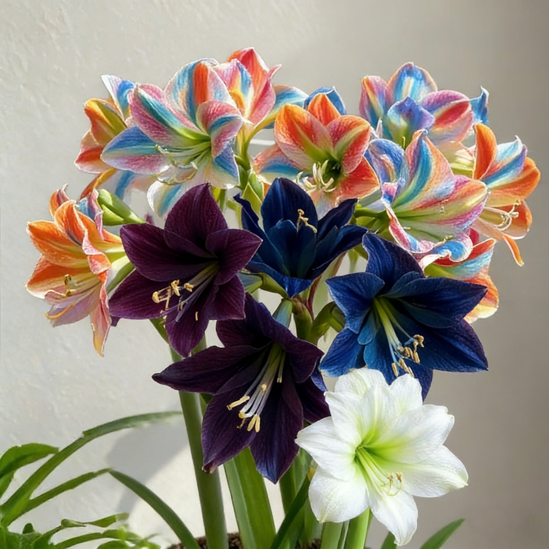 FloraCrown – Luxury Flower Bulbs