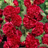 PollinatorPride - Double Hollyhock Seeds