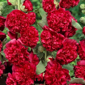PollinatorPride - Double Hollyhock Seeds