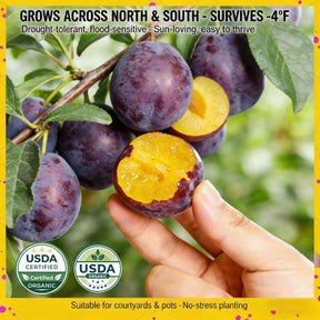 PureHarvest – Heirloom Non-GMO Grafted Plum Tree Sapling