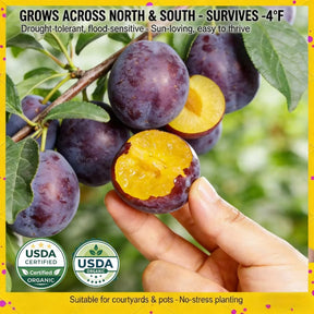 🌳LIMITED-TIME BUY 1 GET 1 FREE⏰🍑 Heirloom Non-GMO Grafted Plum Tree Live Seeds