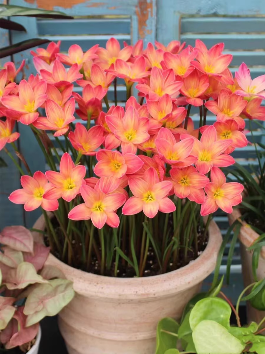 PetalBurst - Fast Bloom Flower Bulbs