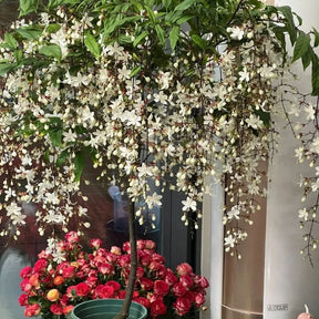 WinterBloom – Winter-Friendly Hanging Jasmine Plant