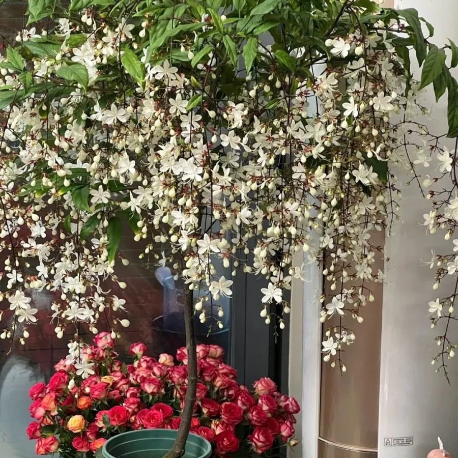 WinterBloom – Winter-Friendly Hanging Jasmine Plant
