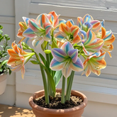FloraCrown – Luxury Flower Bulbs