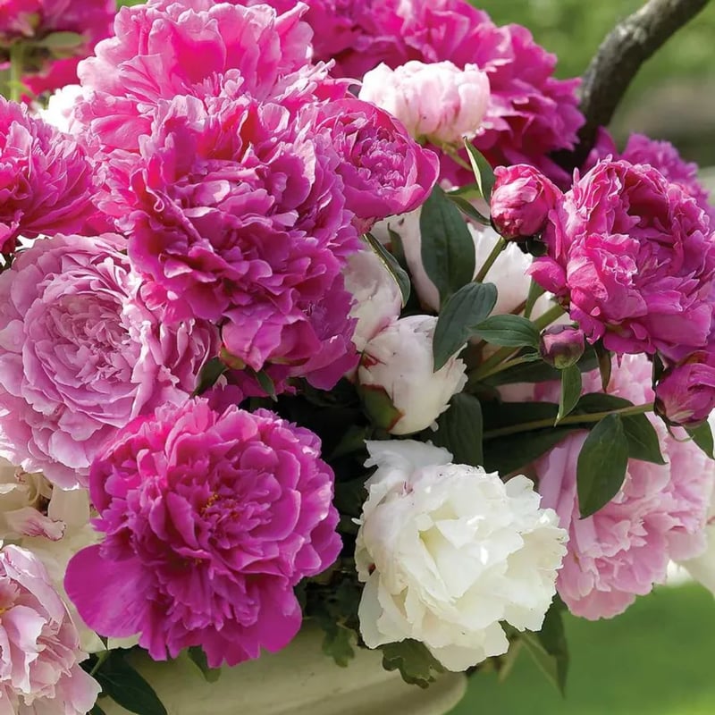 RoyalBloom - Luxurious Peony Flower Seeds | The Queen of Flowers