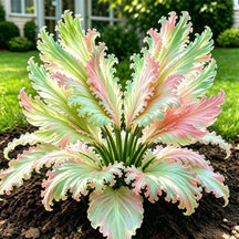 GardenGrace – Swan Feather Hosta Bulbs Collection