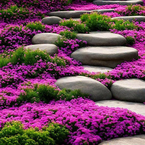 ThymeCreep – Optimal Ground Cover Seeds