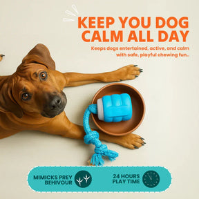 AuraBuddy – The Chase Buddy Smart Bouncing Dog Toy