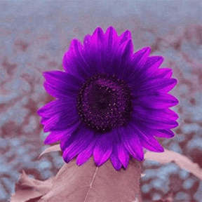 SunGiant – Rare Purple Sunflower Seeds