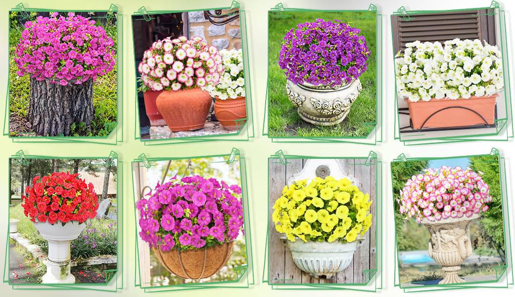 EverBloom – UV Resistant Artificial Petunias Flowers
