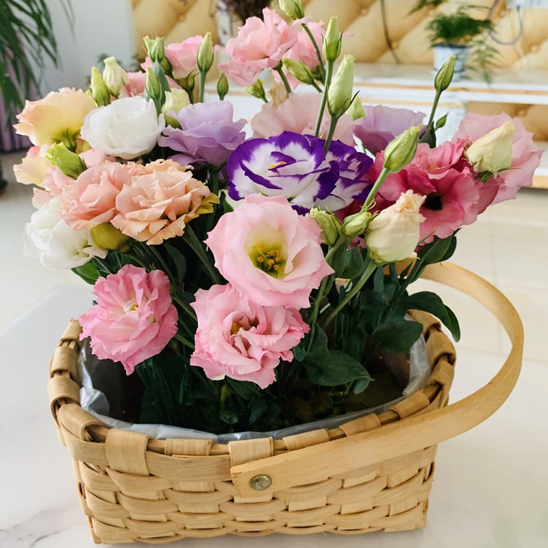 BloomRidge – Hardy Perennial Lisianthus Seeds