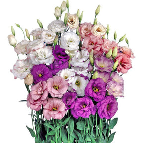 BloomRidge – Hardy Perennial Lisianthus Seeds