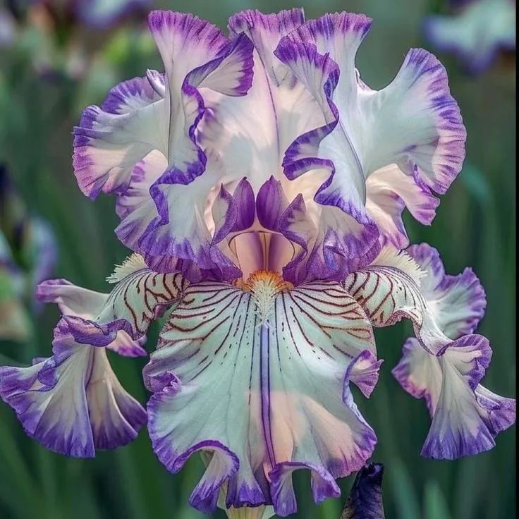 BloomAura – Exotic Tall Bearded Iris Flower