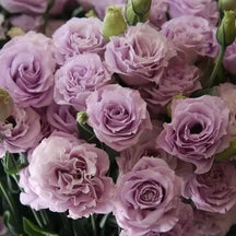BloomRidge – Hardy Perennial Lisianthus Seeds