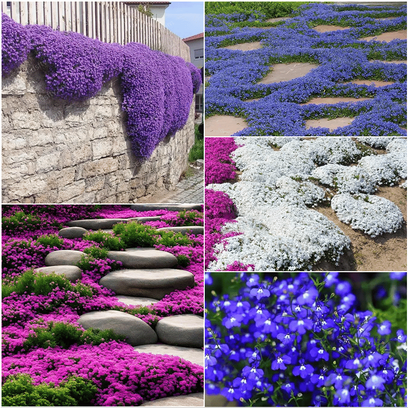 ThymeCreep – Optimal Ground Cover Seeds