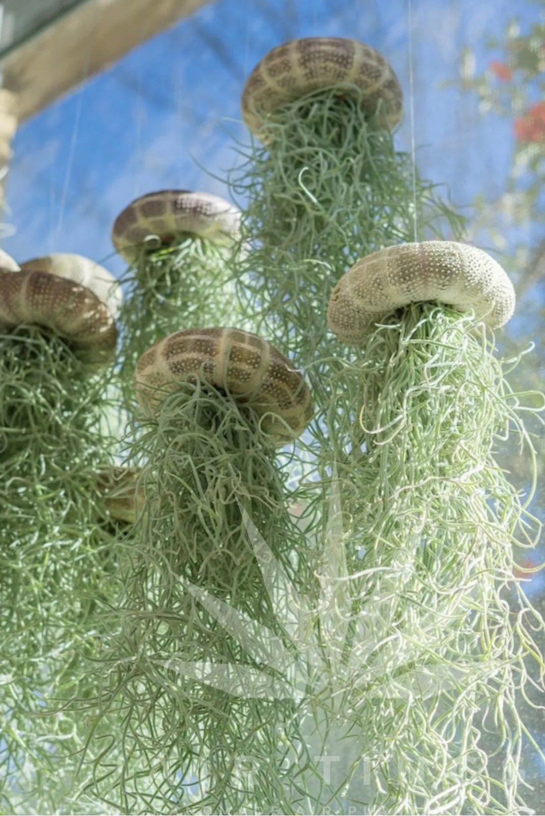 AquaBloom – Hanging Air Plant Jellyfish