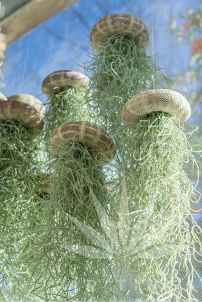 AquaBloom – Hanging Air Plant Jellyfish