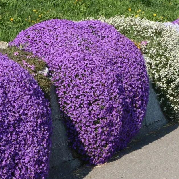 ThymeCreep – Optimal Ground Cover Seeds
