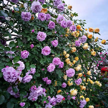 BloomVine – Beautiful Climbing Rose Seeds