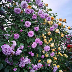 BloomVine – Beautiful Climbing Rose Seeds