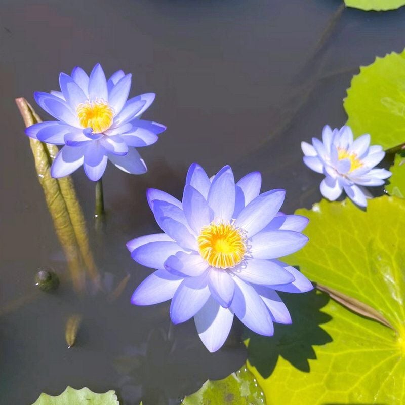 LotusBloom – The Sacred Bonsai Bowl Lotus Flower