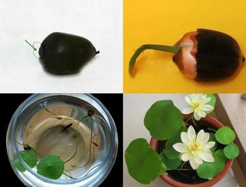 LotusBloom – The Sacred Bonsai Bowl Lotus Flower